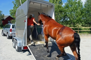 Horse box