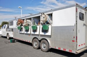 Horse box